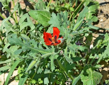 Glaucium corniculatum (L.) Rudolph