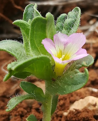 Convolvulus humilis Jacq.