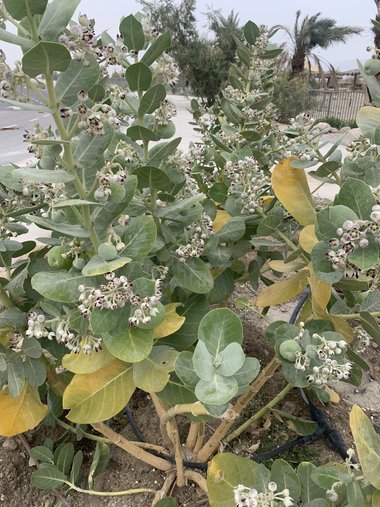 Calotropis procera (Aiton) Aiton fil.