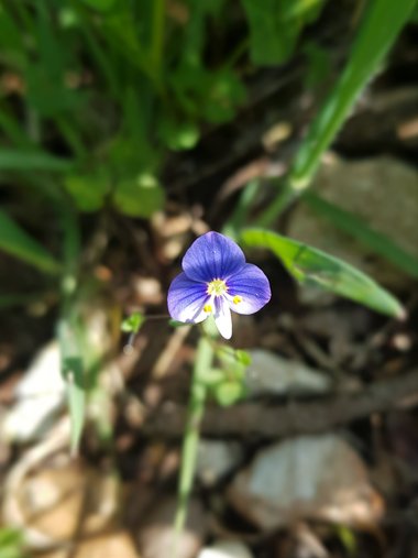 Veronica syriaca Roem. & Schult.