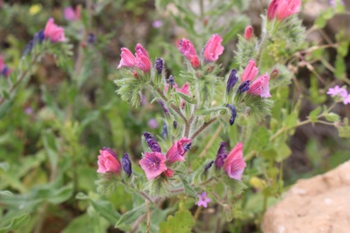 Echium angustifolium Mill.