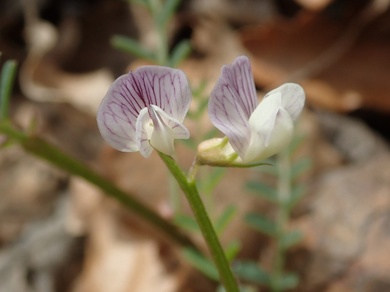 Vicia ervilia (L.) Willd.