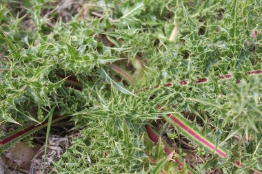 Gundelia tournefortii L.