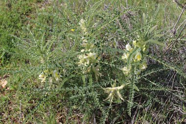 Astragalus aleppicus Boiss.