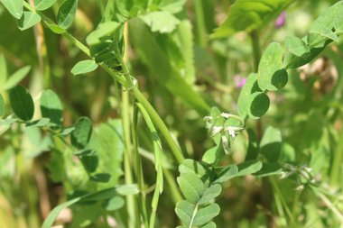 Astragalus hamosus L