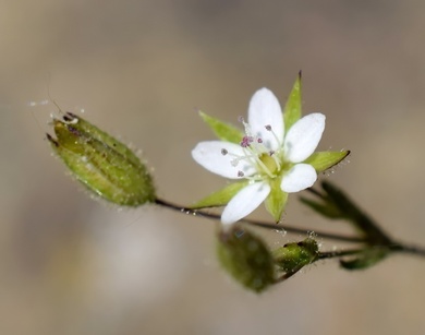 Minuartia hybrida Vill.