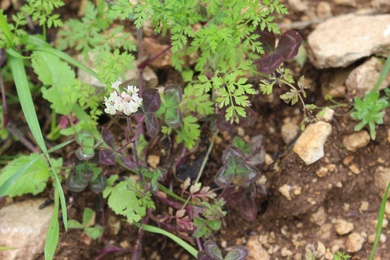 Trifolium eriosphaerum Boiss.