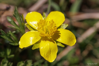 Ranunculus millefolius Banks & Sol.