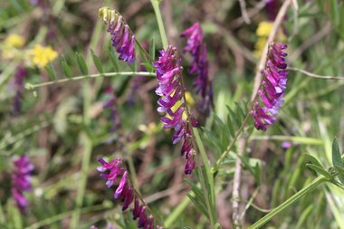 Vicia villosa Roth