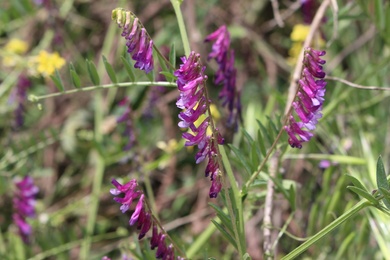 Vicia villosa Roth