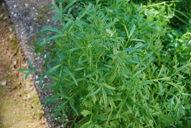 Lepidium sativum L.