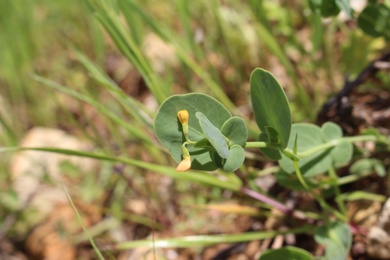 Coronilla scorpioides (L.) W.D.J.Koch