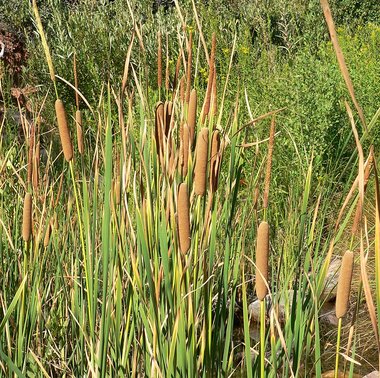 Typha domingensis Pers.