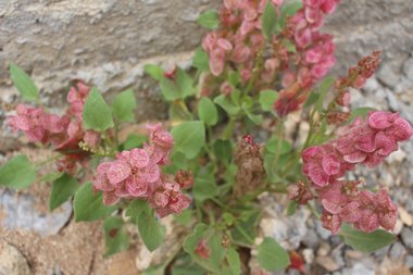 Rumex cyprius Murb.
