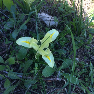 Iris palaestina (Baker) Barbey
