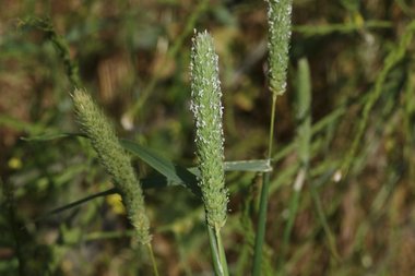 Phalaris paradoxa L.