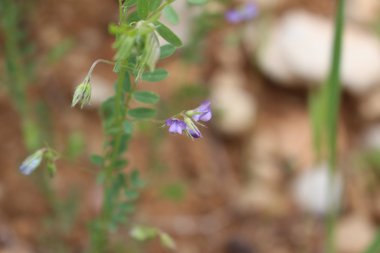 Vicia orientalis (Boiss.) Bég. & Diratz.