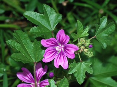 Malva sylvestris L.