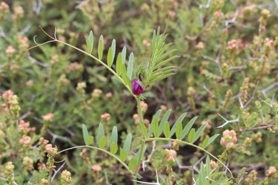 Vicia lathyroides L.