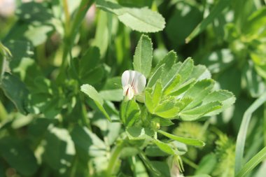 Ononis biflora Desf.