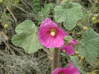 Alcea setosa (Boiss.) Alef.