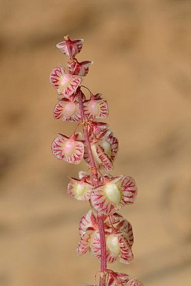 Rumex pictus Forssk.
