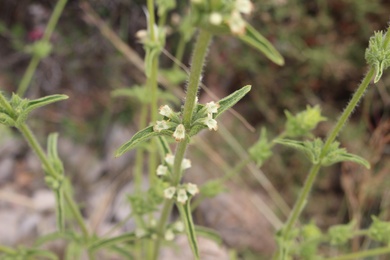 Stachys palaestina L.
