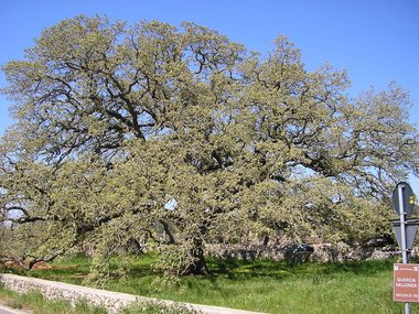 Quercus ithaburensis Decne.