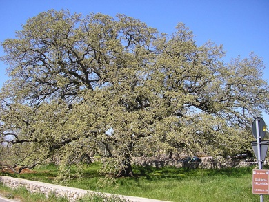 Quercus ithaburensis Decne.