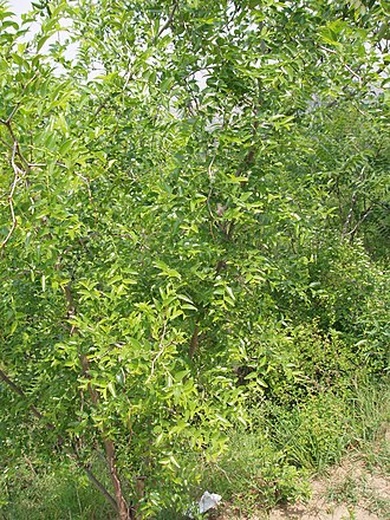 Ziziphus jujuba Mill.