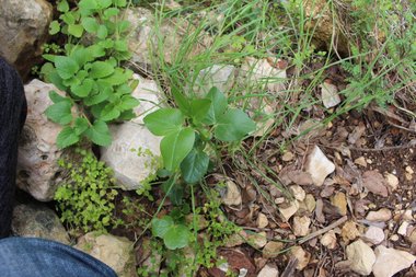 Vicia galilaea Plitmann & Zohary