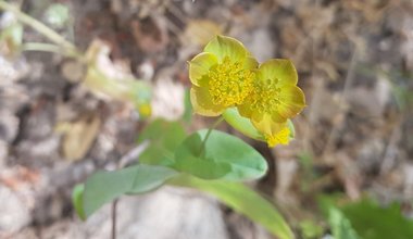 Bupleurum subovatum Link ex Spreng.