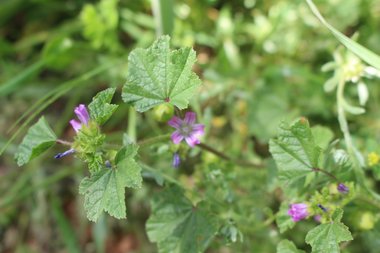 Malva parviflora L.