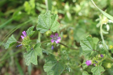 Malva parviflora L.