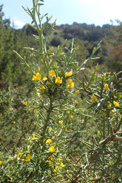 Genista fasselata Decne.