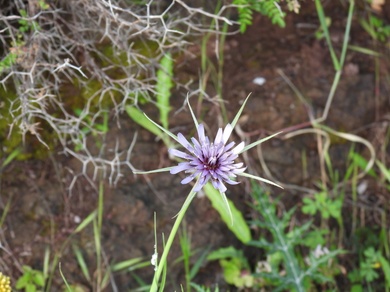 Tragopogon coelesyriacus Boiss.