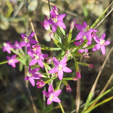 Centaurium tenuiflorum (Hoffmanns. & Link) Fritsch