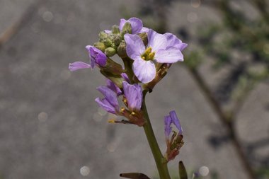 Cakile maritima Scop.