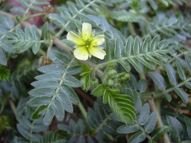 Tribulus terrestris L.