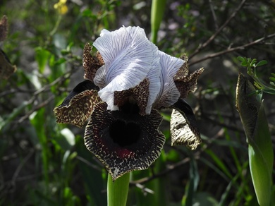 Iris bismarckiana Dammann & Sprenger