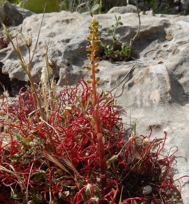 Sedum microcarpum (Sibth. & Sm.) Schönland