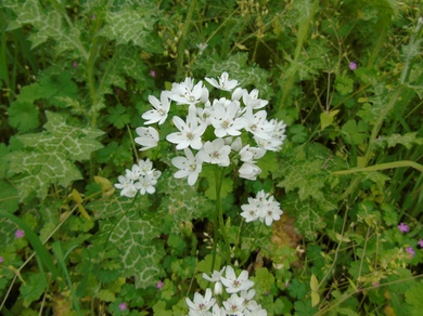 Allium neapolitanum Cirillo