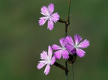 Dianthus strictus Banks & Sol.
