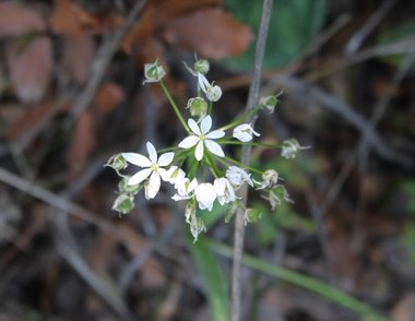 Allium ampeloprasum L.