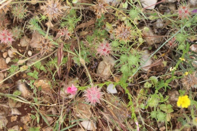 Trifolium stellatum L.