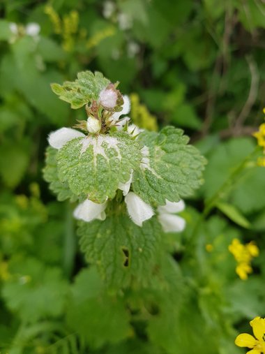 Lamium moschatum Mill.