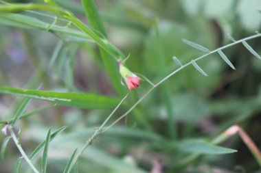 Lathyrus sphaericus Retz.