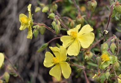 Fumana thymifolia (L.) Spach ex Webb