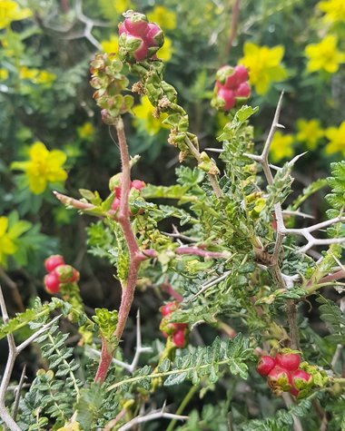 Sarcopoterium spinosum (L.) Spach