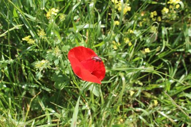 Papaver humile Fedde
